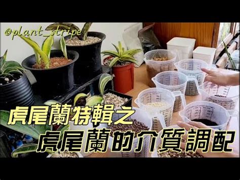 虎尾蘭泥土|如何選擇適合虎尾蘭的土壤？專家分享種植秘訣 – 植物盆栽綠寶典